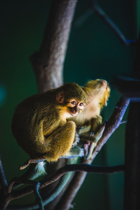 Talapoin